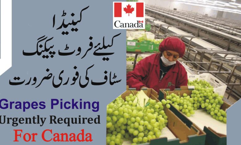 Jobs in Canada as Fruit Packing