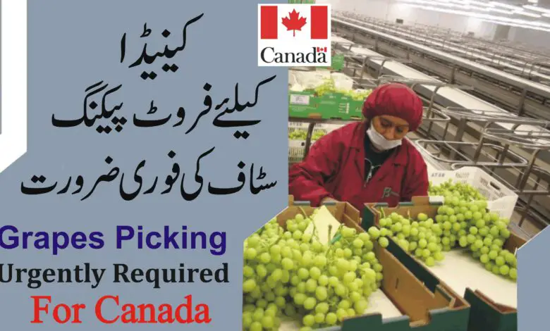 Grapes Picking Jobs in Canada with Visa Sponsorship 2023 Apply Online