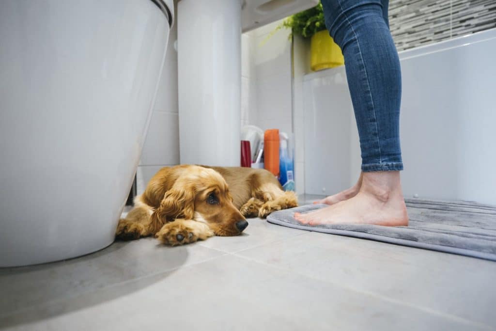 Why Does My Dog Follow Me Into the Bathroom?